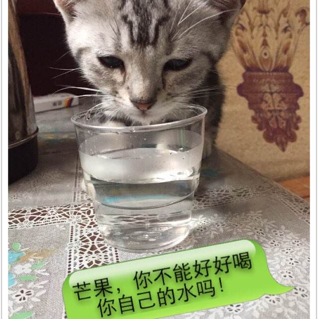 哪里可以办美国陆军军事学院文凭毕业证